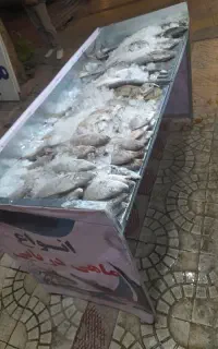 ماهی دریایی تازه
