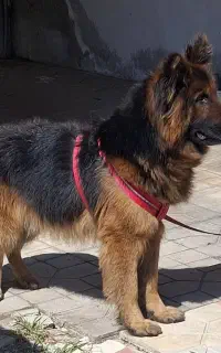 سگ ژرمن شپرد نرتربیت شده کامل