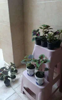 گل حسن یوسف.