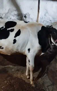 گاو هلیشتاین