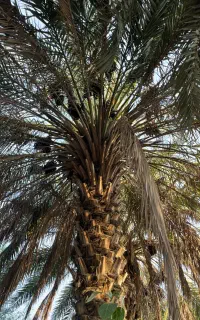 نخل بریدن خرما از درخت