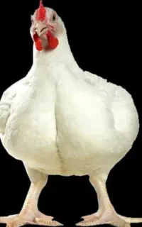 مرغ زنده ۲۹۵۰۰۰
