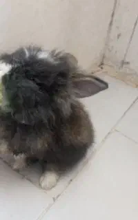 خرگوش‌زیبا