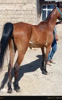 اسب مادیان ۶سال۷دانگ