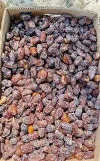 خرما و رطب عسلی امسال