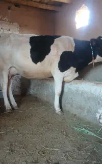 گاو و گوساله