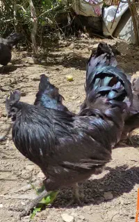 فروش تخم مرغ نطفه دار