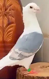 سلام کبوتر گم شود