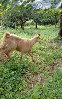 بزغاله نر و ماده
