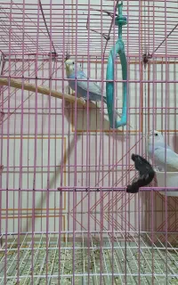 پرنده جفت و جوجه هاش تکی