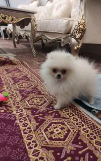 سگ پامرانین خرسی ۴ ماهه ریز جسه