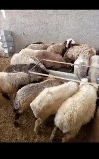 فروش  گوسفند  زنده  بره مراسمات