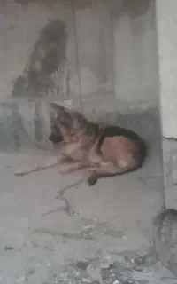 سگ ژرمن نژاد دار