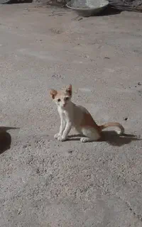 ۲ عدد گربه خونگی