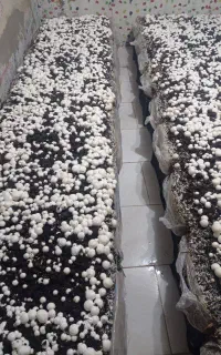 پرورش قارچ/فضای بیست متری