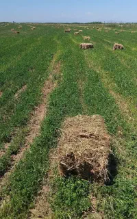 یونجه چین چهارم