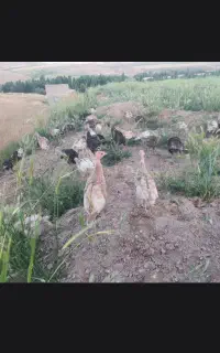 بوقلمون