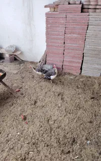 مرغ شاخدار