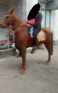 اسب عرب ایرانی خالص