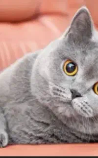 گربه اسکاتیش ۷ تومن