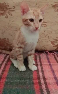 واگذاری بچه گربه ۲ ماهه