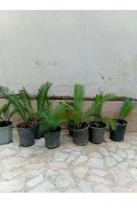 سیکاس