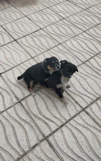 توله سگ پاکوتاه