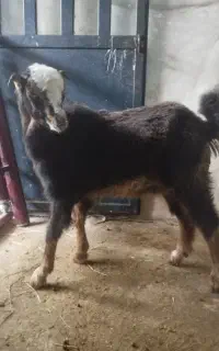یک راس بزغاله