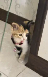 گربه