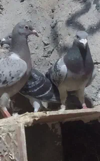 کفتر پلاکی