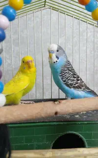 یک جفت مرغ عشق