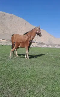 فروش مادیان درهشوری
