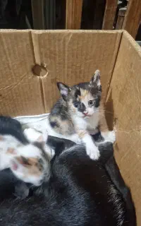 واگذاری گربه DSH