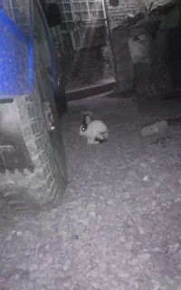 خرگوش ماده