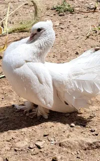 کبوتر نر  دم چتری گردن لرزون