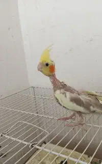 جوجه عروس هلندی دونخور