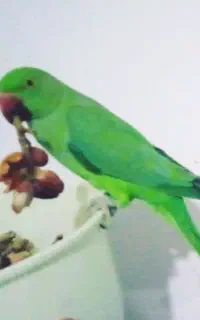 طوطی ملنگو جوان رام