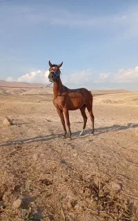 اسب تجهیزات