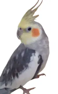 عروس هلندی