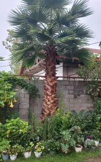 درخت پالم 4 متری