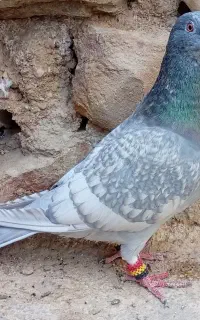 کبوتر پلاکی