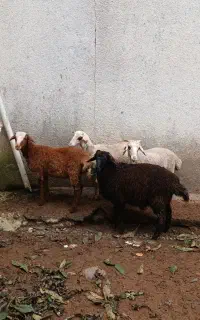۴ راس بره ۴نرگوسفند