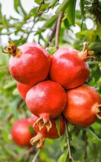 ۱ میلیارد درآمد بیشتر با کود Npks کروا