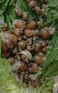 حلزون درسایزهای مختلف