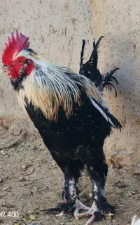 خروس