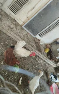 دو تا خروس