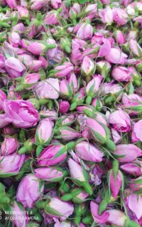 فروش غنچه وگل محمدی تازه
