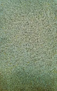 دانه پارس دانه مرغی