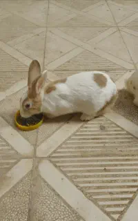خرگوش