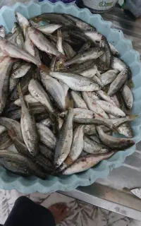 تور ماهی گیری.ماهی ندارم